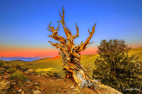 Ancient Bristlecone Pine Forest Fine Art Landscape Photography - Limited Edition Prints For Sale