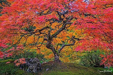 Japanese Gardens Fine Art Landscape Photography - Limited Edition Prints For Sale