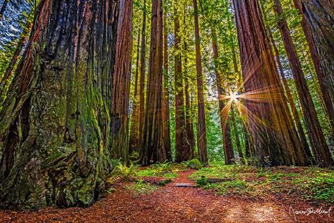 Redwood National and State Parks Fine Art Landscape Photography - Limited Edition Prints For Sale