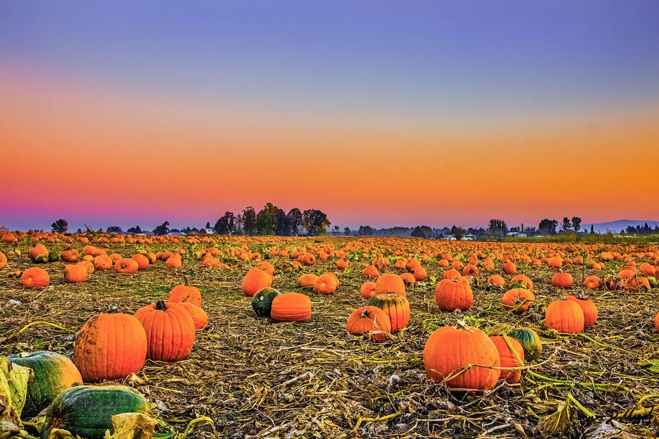 Sunset brings about beautiful pastel colors over The Pumpkin Patch in Portland, Oregon on a cool, crisp fall evening.
