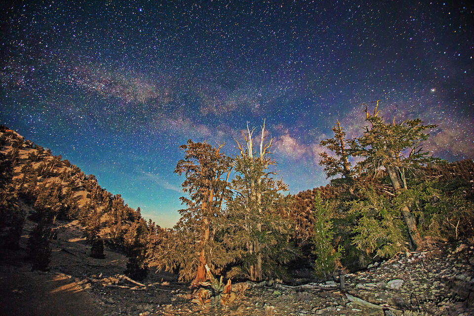 A grove of ancient Bristlecone Pine trees grows along the slopes of the White Mountains of California, as the Milky Way rises overhead.