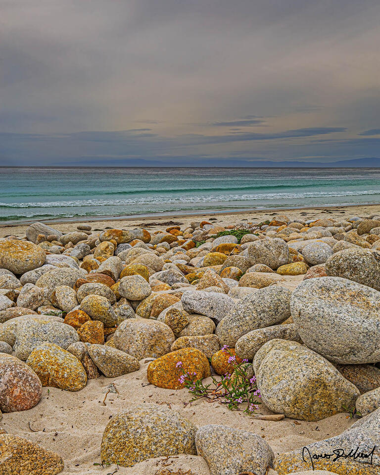 Wildflowers grow from the sand between the rocks along the shore as storm clouds form over turquoise waters of the Pacific Ocean near Big Sur, California