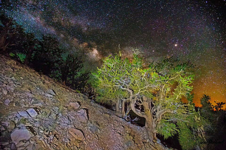 A pair of Ancient Bristlecone Pines cling to a steep slope, growing despite the harsh conditions as the Milky Way rises in the night sky above.