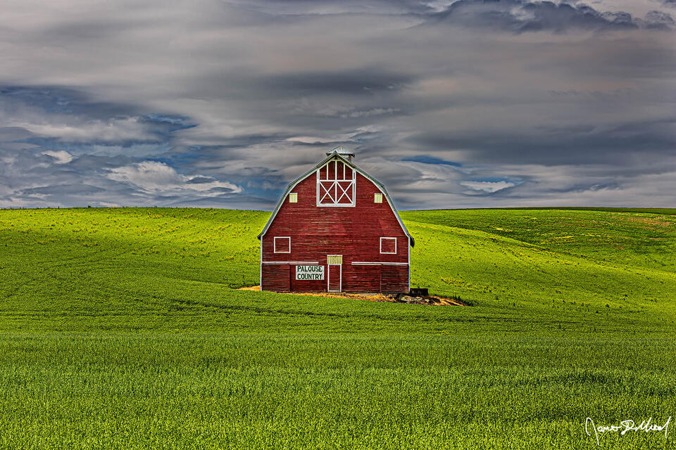 The red Palouse Country Barn (a gambrel roofed barn) sits alone in a wheat field, a Red Sentinel keeping watch over the fields.