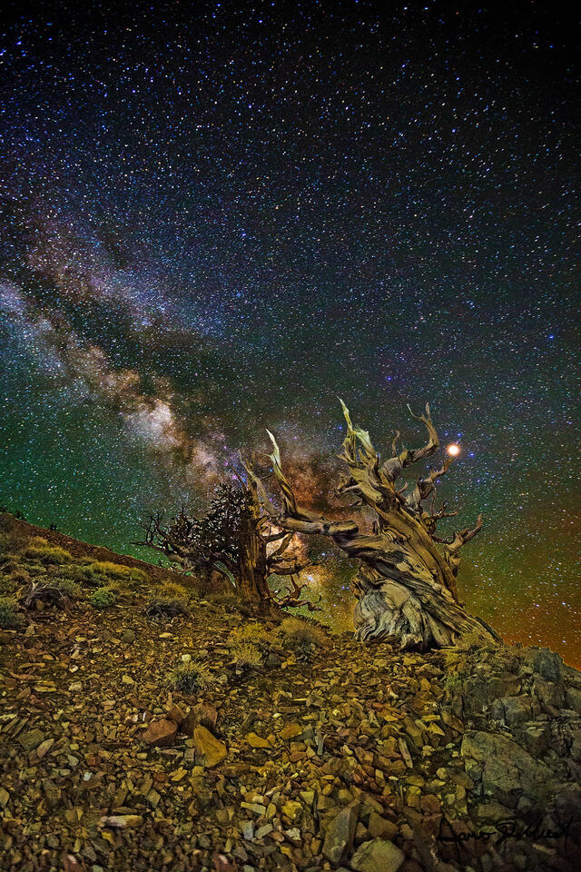The Milky Way rises into the sky above a pair of Ancient Bristlecone Pine Trees on the slopes of the White Mountains of California.