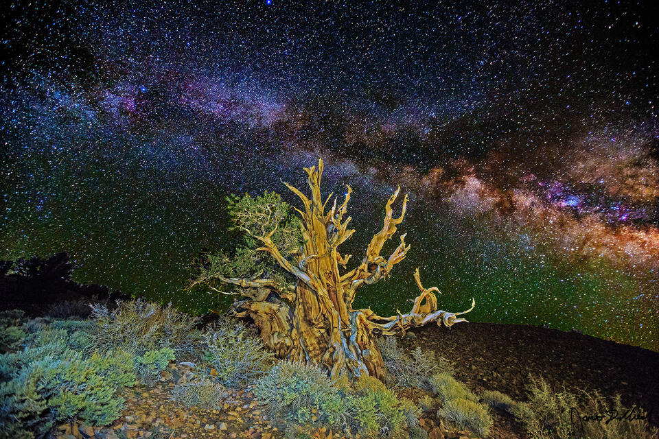 The Milky Way stretches across the night skies above an Ancient Bristlecone Pine tree growing on the slopes of White Mountains in California.