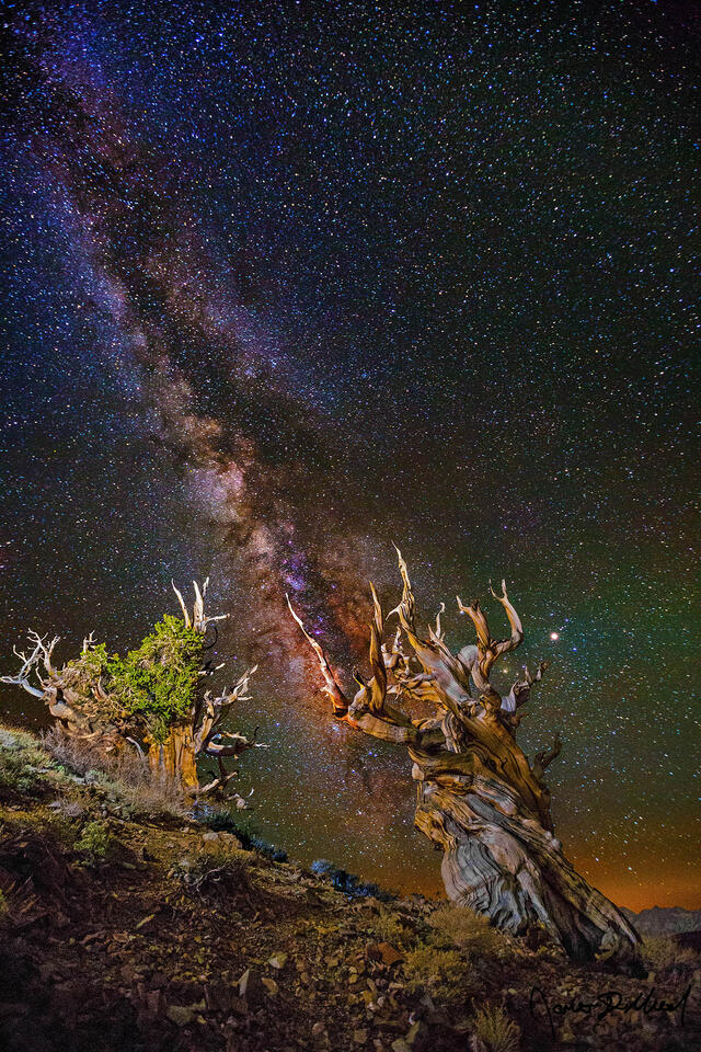 The Milky Way rises into the sky above a pair of Ancient Bristlecone Pine Trees on the slopes of the White Mountains of California.