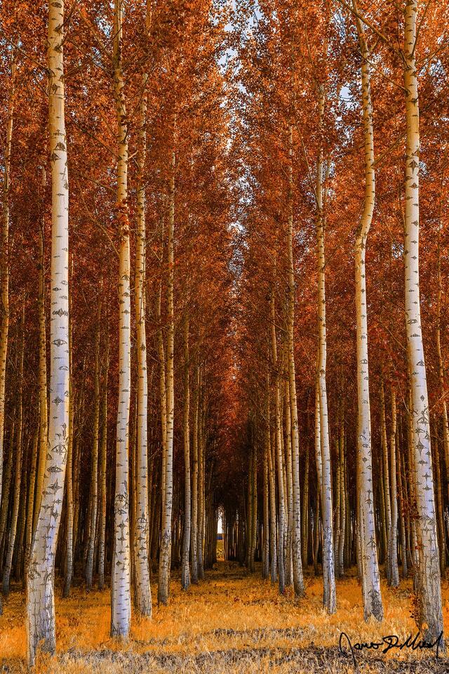 Fall colors adorn leaves of the Pacific Albus Hybrid Poplar Tree Forest of Boardman Tree Farm east of the Columbia River Gorge in Oregon.