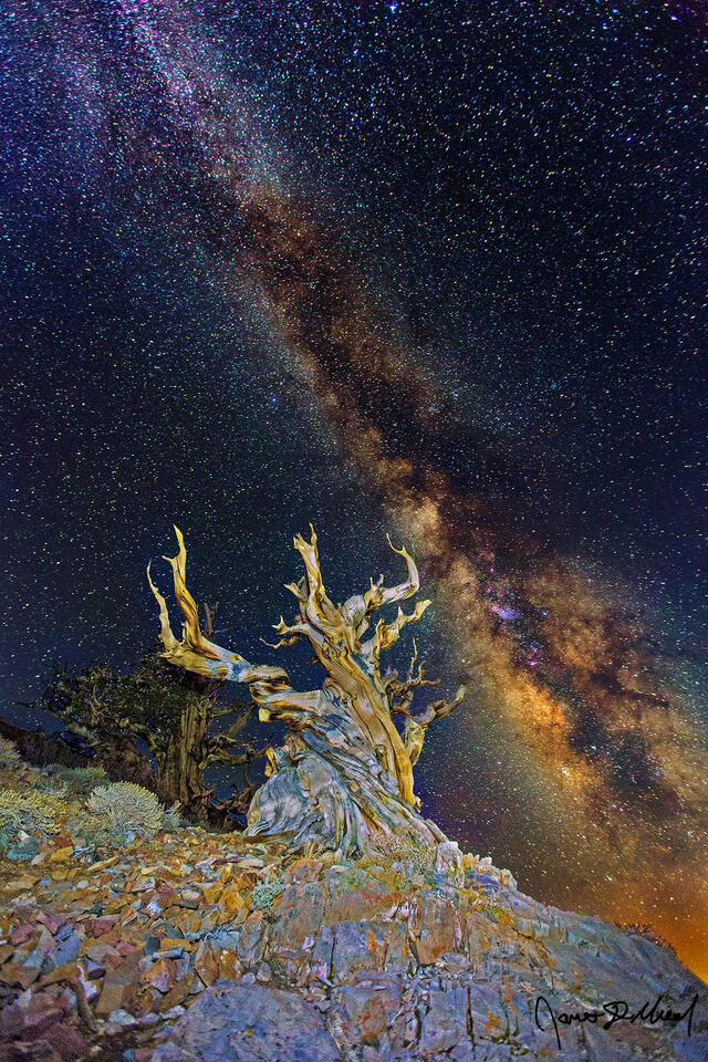 The Milky Way rises into the sky above a pair of Ancient Bristlecone Pine Trees on the slopes of the White Mountains of California.