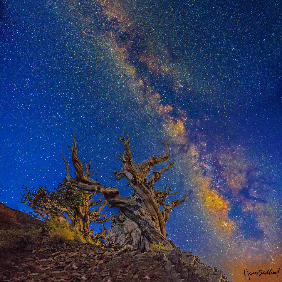 The Milky Way rises as Nautical Dawn approaches, color slowly changes as the night sky begins to fade above the trees of the Ancient Bristlecone Pine Forest.