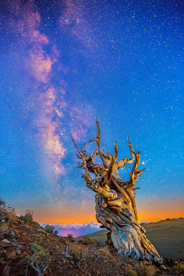 The Milky Way and night sky begin to fade in the skies above the Eastern Sierra Nevada Mountains while dawn nears over the Ancient Bristlecone Pine Forest.
