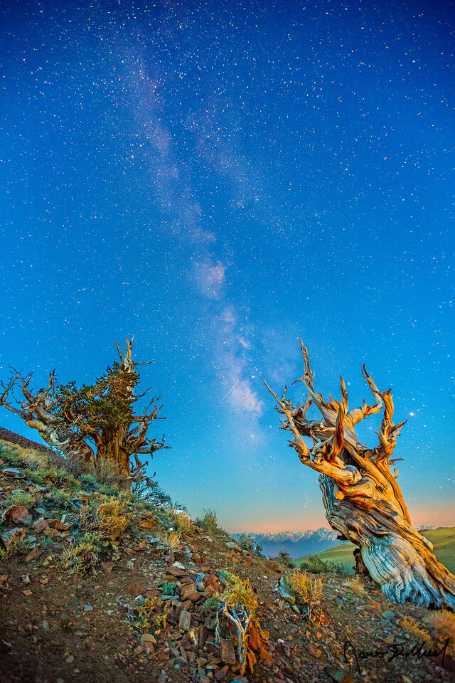 The Milky Way and night sky begin to fade in the skies above the Eastern Sierra Nevada Mountains while dawn nears over the Ancient Bristlecone Pine Forest.