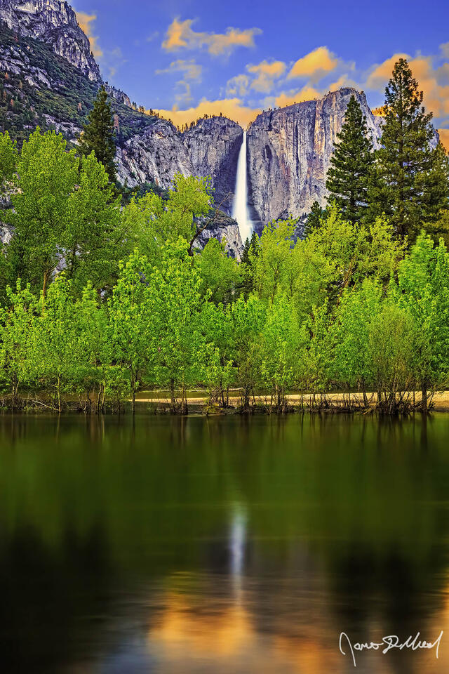 Sunset lights the a golden hue as Yosemite Falls drops 2,425 feet over the granite cliffs above into Yosemite Valley as the scene reflects in the Merced River.