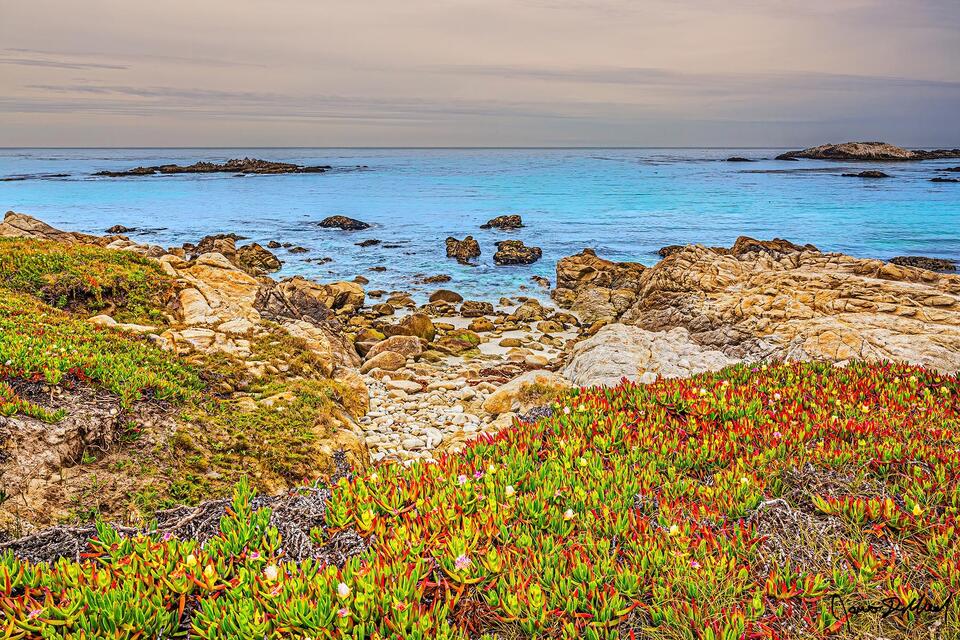 A patch of wildflowers blooms along the the Pacific coastline of central California near Big Sur as the clouds illuminate with color at sunset.