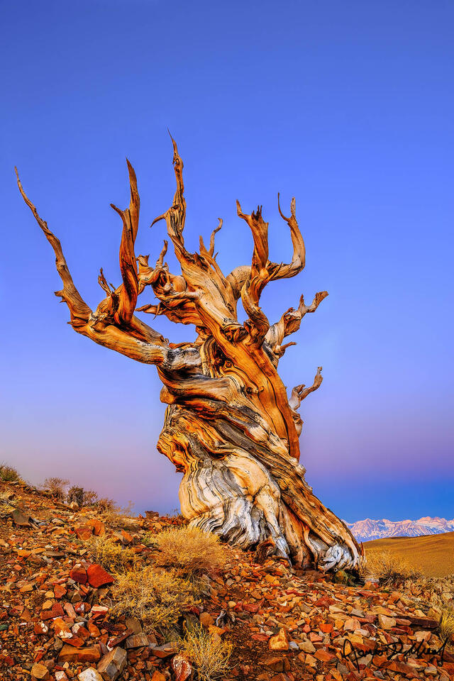 An ancient Bristlecone Pine stands tall at dawn as alpenglow and The Belt of Venus begins to illuminate the skies above the Sierra Nevada Mountains behind it.