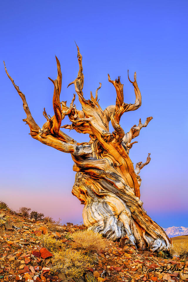 An ancient Bristlecone Pine stands tall at dawn as alpenglow and The Belt of Venus begins to illuminate the skies above the Sierra Nevada Mountains behind it.