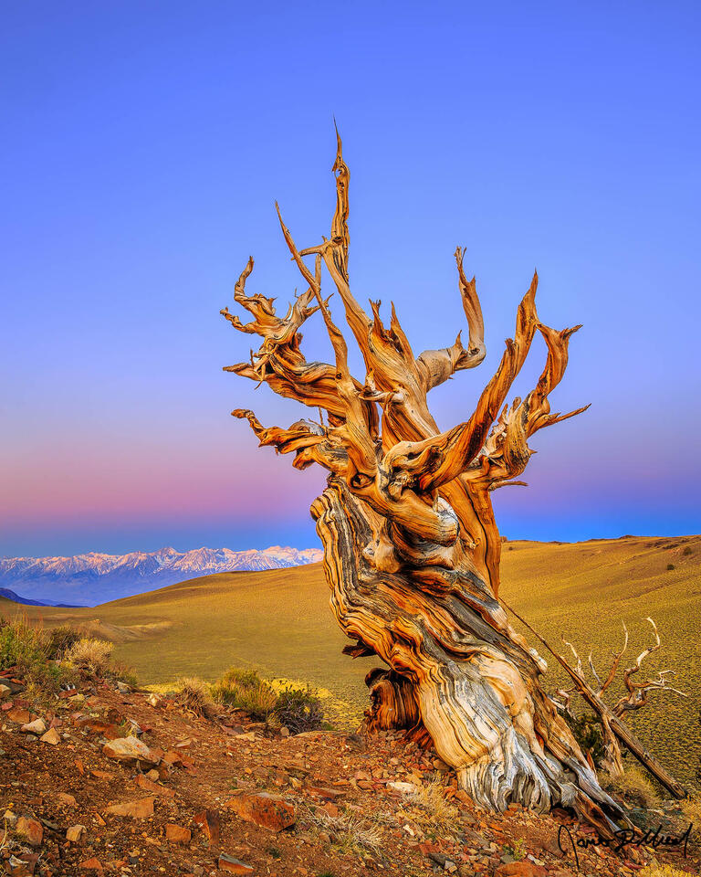 The Belt of Venus lights the skies above at dawn in the Ancient Bristlecone Pine Forest as alpenglow illuminates the slopes of the Sierra Nevada Mountains.