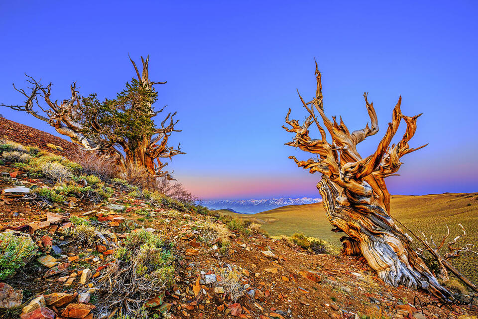 The Belt of Venus illuminates the skies above the Ancient Bristlecone Pine Forest at sunrise as alpenglow illuminates slopes the Sierra Nevada Mountains.