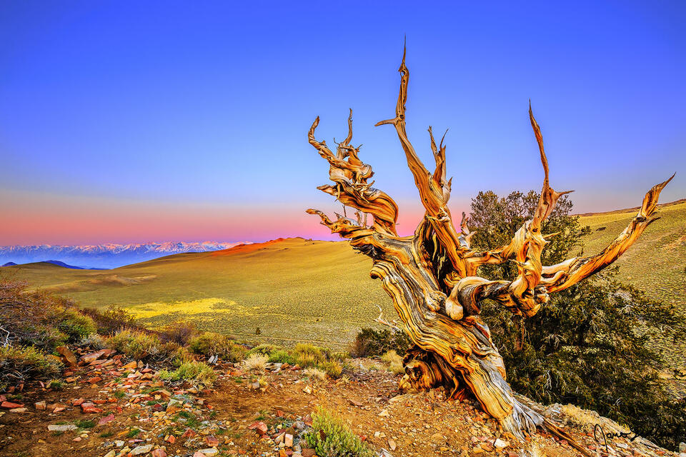 Sunrise begins to illuminate the skies above the Ancient Bristlecone Pine Forest at sunrise as alpenglow illuminates slopes the Sierra Nevada Mountains.