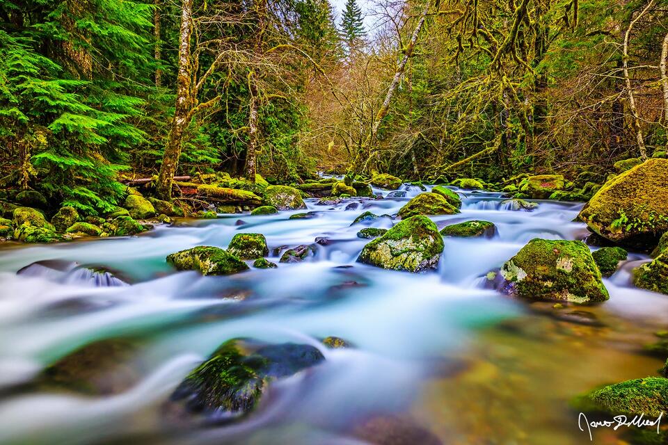 Rock Creek flows through the dense evergreen forests in the upper Columbia River Gorge during the winter.