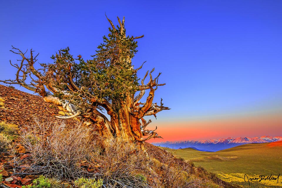 A Bristlecone Pine stands watch over the Sierra Nevada Mountains across Owens Valley as sunrise illuminates the Ancient Bristlecone Pine Forest.