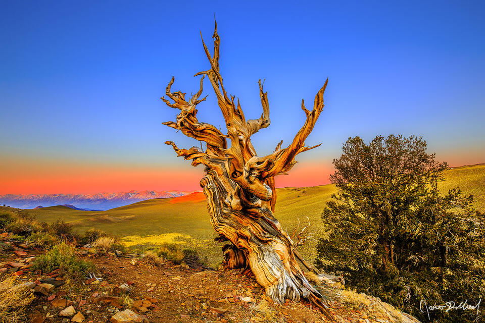 Sunrise illuminates the Ancient Bristlecone Pine Forest, the slopes of the White Mountains and the slopes of the Sierra Nevada Mountains.