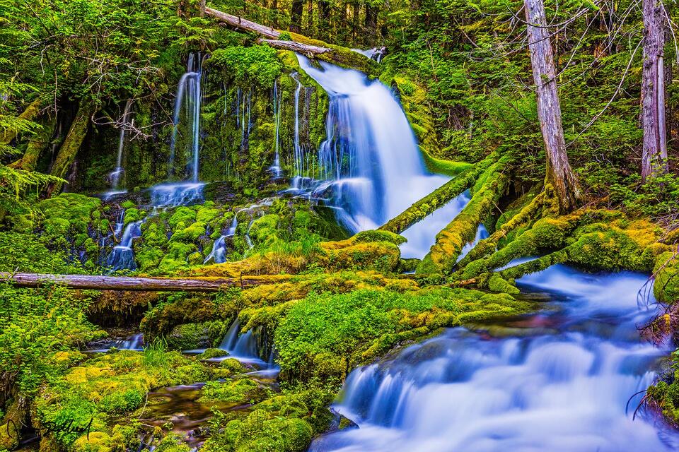 Surrounded by lush green forests of trees and moss covered fallen logs, Big Spring Creek Falls flows down the hillside dropping of 49 feet across three tiers.