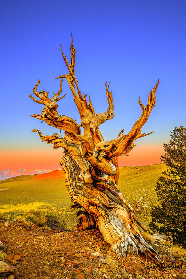 Sunrise illuminates the Ancient Bristlecone Pine Forest, the slopes of the White Mountains and the slopes of the Sierra Nevada Mountains across Owens Valley.