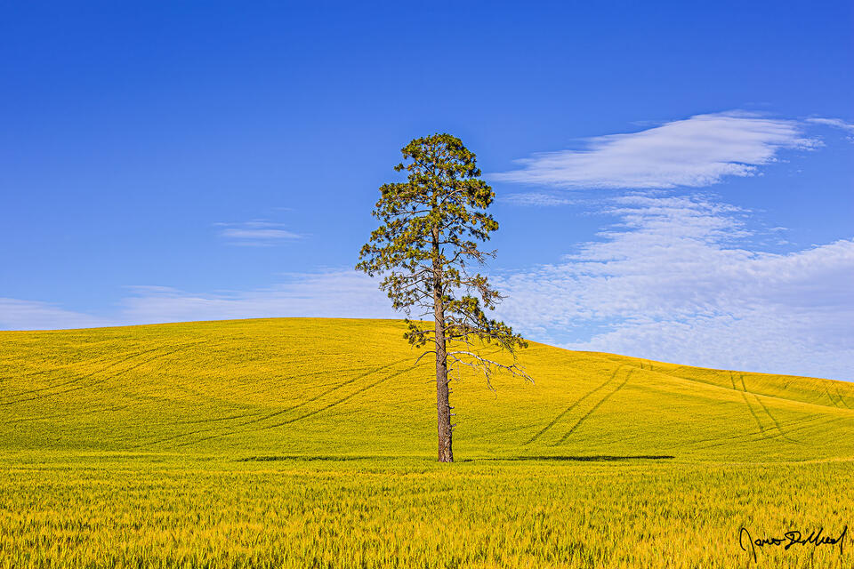 A lone Ponderosa Pine tree grows in a golden field of barley in the Palouse region of Washington.