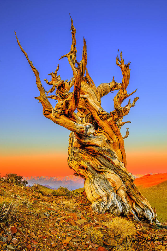 Sunrise illuminates the Ancient Bristlecone Pine Forest, the slopes of the White Mountains and the slopes of the Sierra Nevada Mountains across Owens Valley.