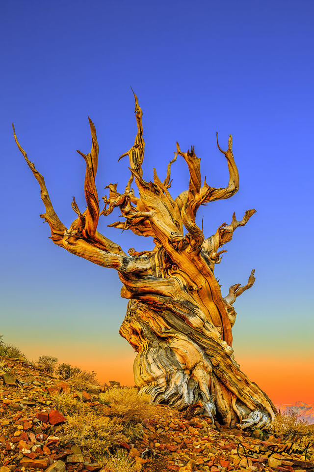 Sunrise illuminates the Ancient Bristlecone Pine Forest, the slopes of the White Mountains and the slopes of the Sierra Nevada Mountains across Owens Valley.