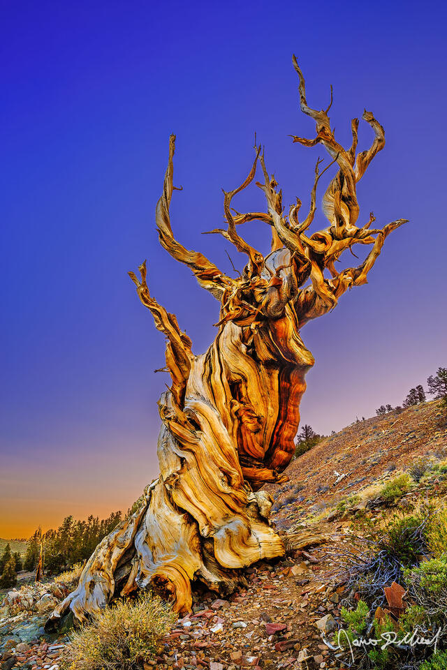 Sunrise illuminates the skies above a Bristlecone Pine in the Ancient Bristlecone Pine Forest in the White Mountains of California.