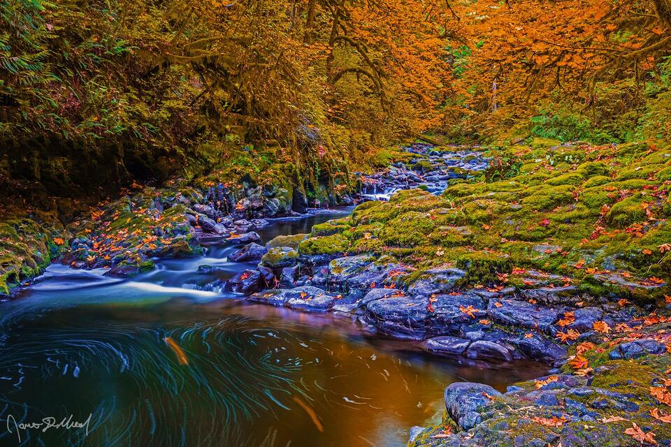 Fall colors to arrive along Cedar Creek in Washington as the colors in the forest change to the brilliant oranges and yellows of autumn.