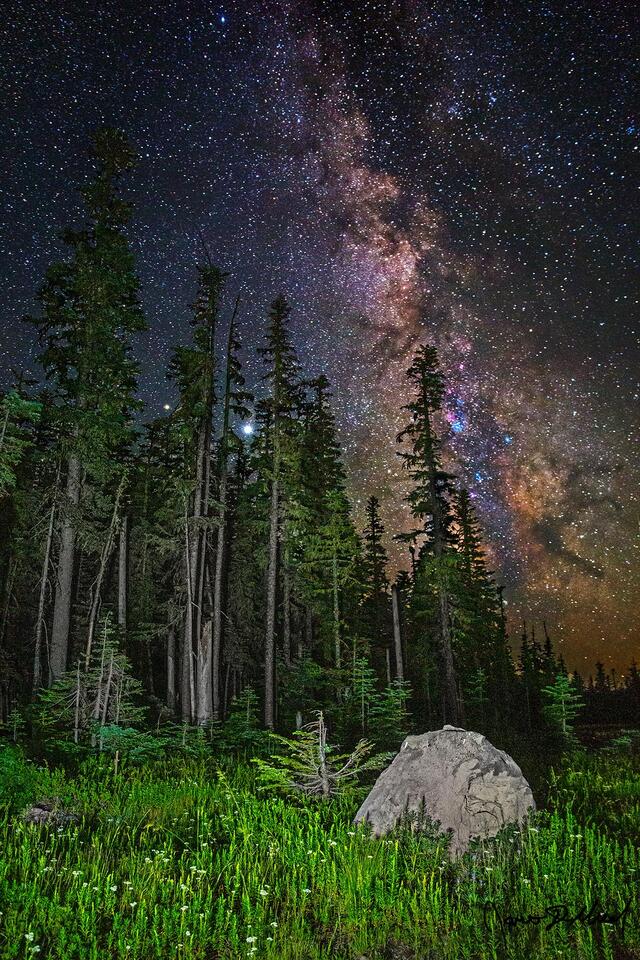 Milky Way, Jupiter, and Saturn over Fir trees on Bennett Pass Ridge, Mount Hood. A glacial erratic sits in a meadow at forest edge.