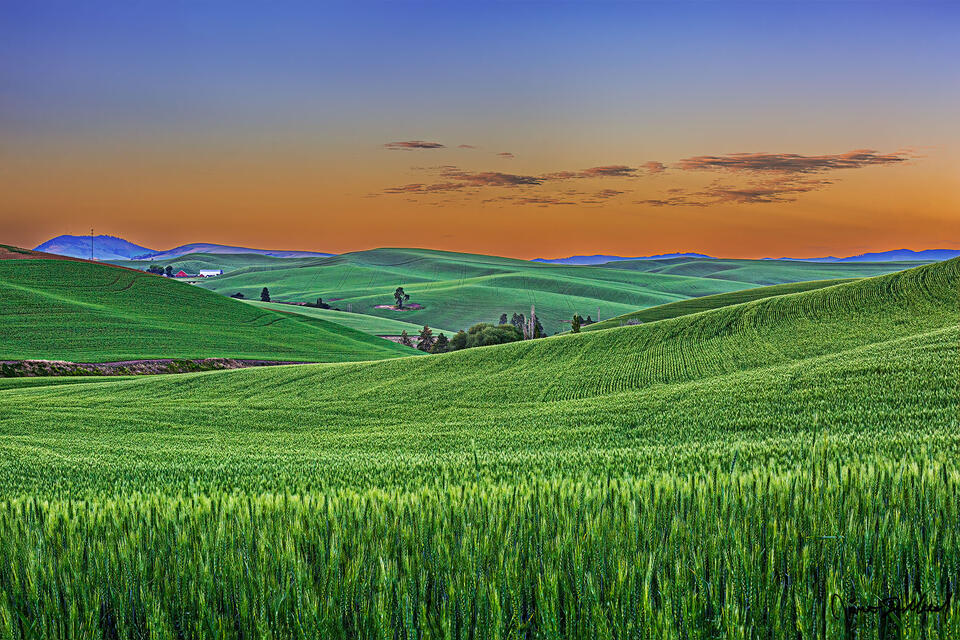 Pastels at sunset illuminate the skies above the Palouse as rolling fields of barley extend as the eye can see.