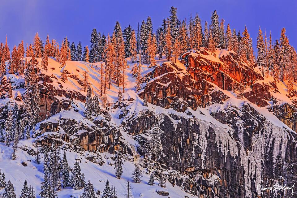 Alpenglow from the winter sunset casts a brilliant magenta glow on the snow covered slopes and trees of a high ridge over 3200 feet above Yosemite Valley