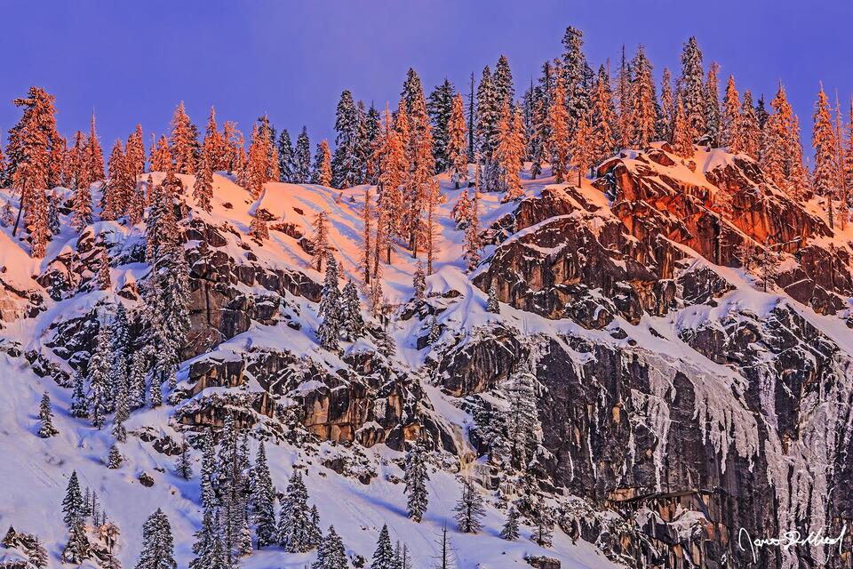 Alpenglow from the winter sunset casts a brilliant magenta glow on the snow covered slopes and trees of a high ridge over 3200 feet above Yosemite Valley