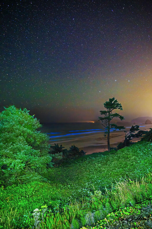 Stars and airglow illuminate the night sky above the tree lined cliffs and the Pacific Ocean as bioluminescence illuminates the waters of ocean.