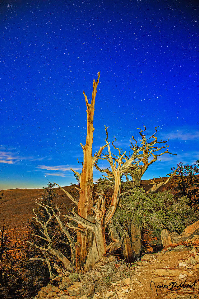 The moon illuminates Ancient Bristlecone Pines on the slopes of the White Mountains of California as the stars shine brightly in the skies above.