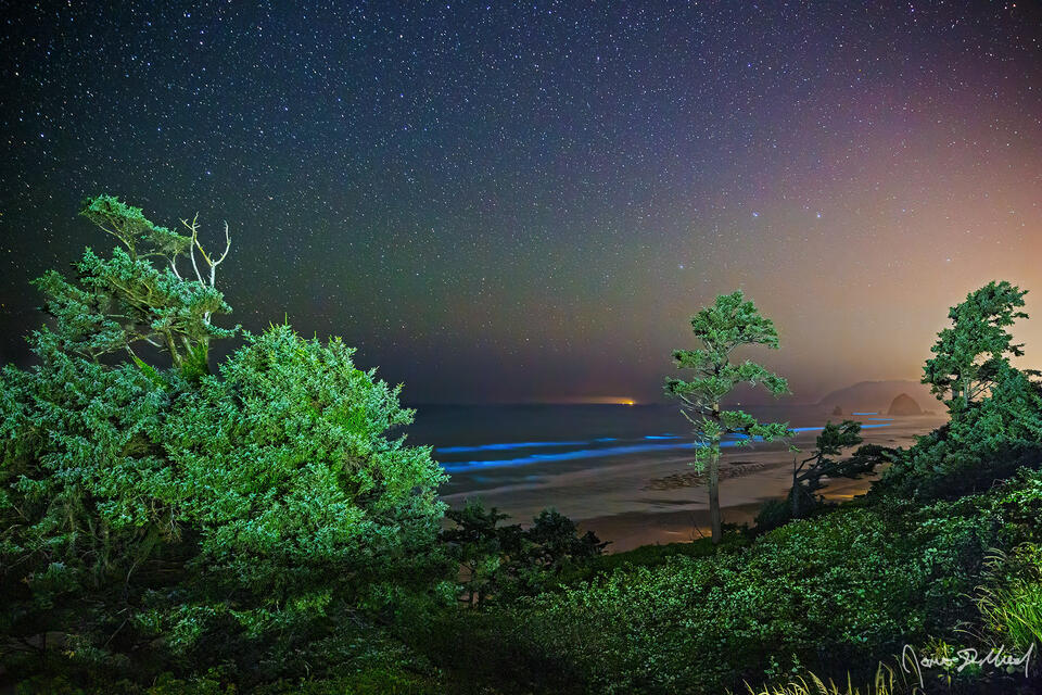 Stars and airglow illuminate the night sky above the tree lined cliffs and the Pacific Ocean as bioluminescence illuminates the waters of ocean.