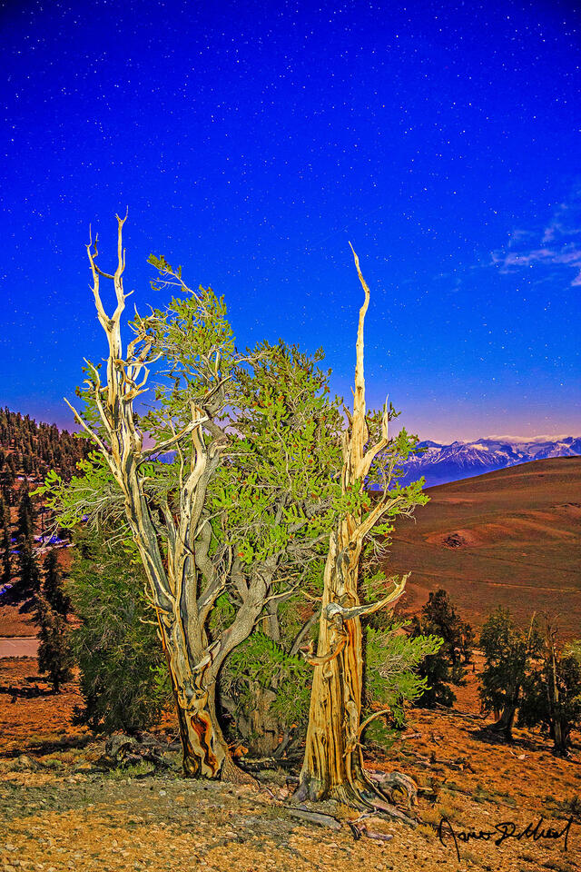 The moon illuminates Ancient Bristlecone Pine trees as the stars shine brightly in the skies above as the Sierra Nevada range rises up in the distance.