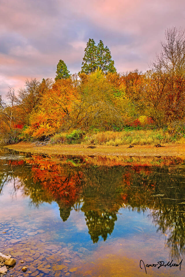 Sunset lights the skies above while Autumn colors fill the leaves of the trees along the Columbia River, as the entire scene reflects in the still waters.