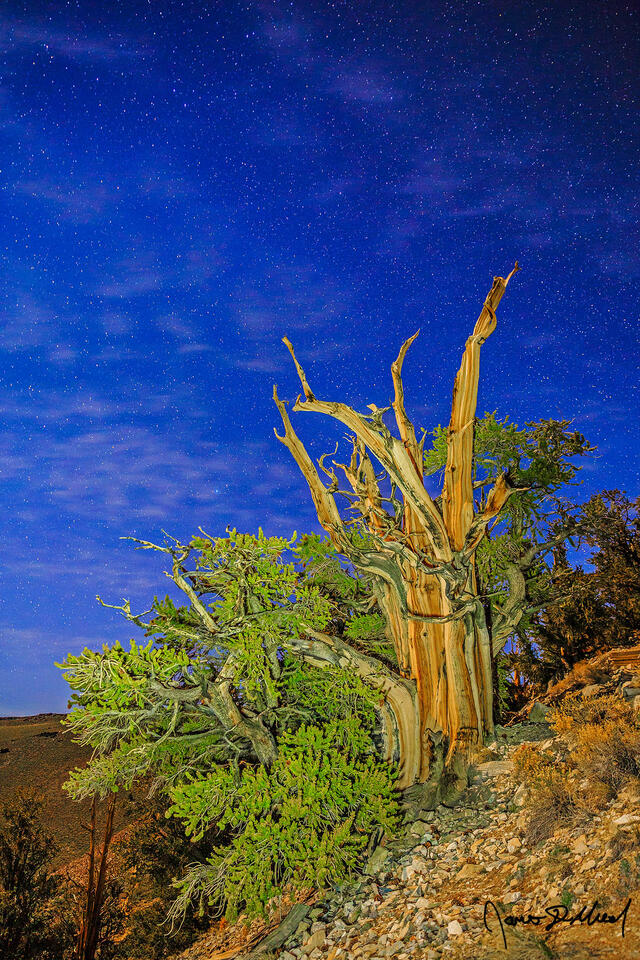 The moon illuminates an Ancient Bristlecone Pine on the slopes of the White Mountains of California as the stars shine brightly in the skies above.