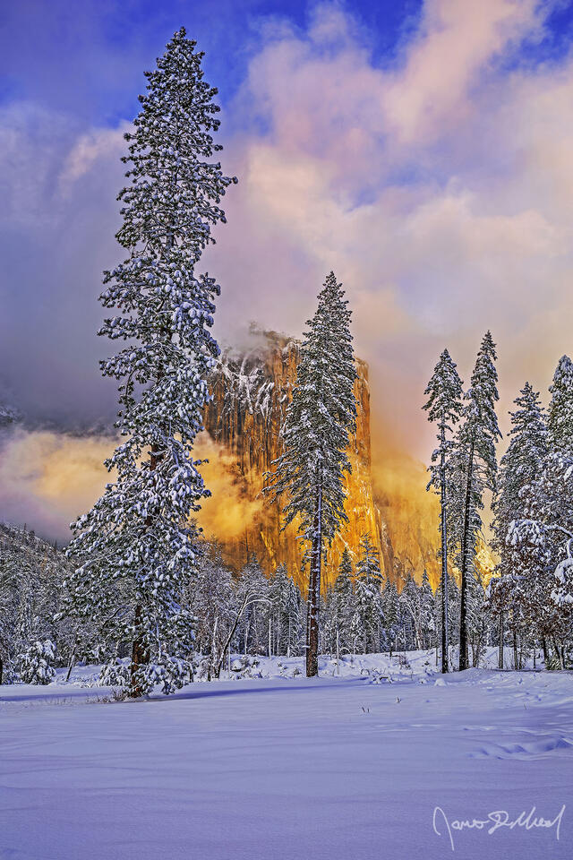 Sunset lights El Capitan a brilliant gold, as fog begins to envelop it in a soft golden veil. Snow covered trees rise up from a snow bound Yosemite Valley.