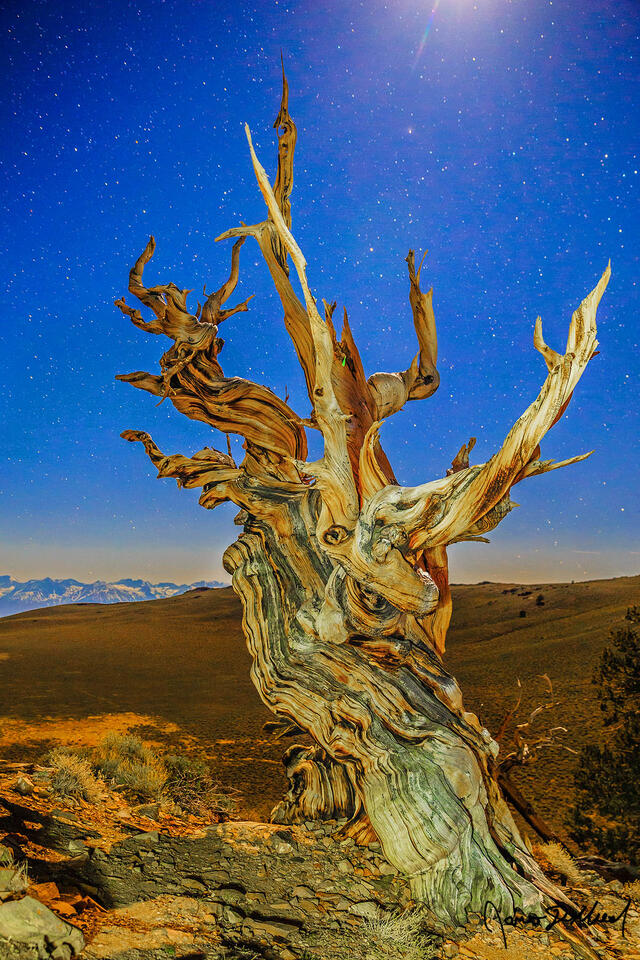 The moon illuminates a twisted, Ancient Bristlecone Pine tree as the stars shine brightly in the skies above.