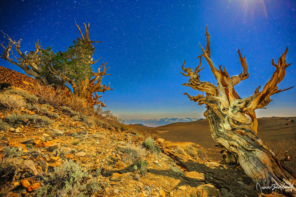 The moon illuminates a twisted, Ancient Bristlecone Pine and it's younger sibling as it casts a golden color over the slopes of the White Mountains.