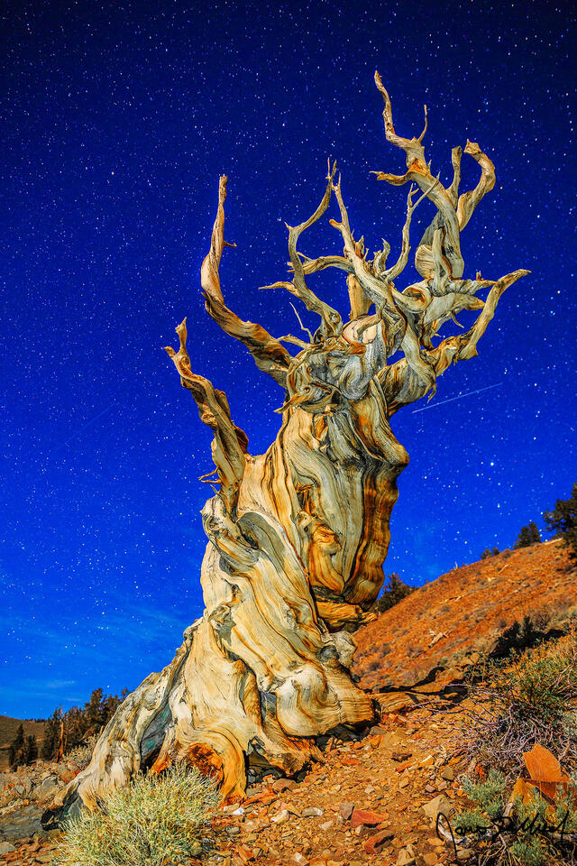 The moon illuminates a twisted, Ancient Bristlecone Pine as the stars shine brightly in the skies above.