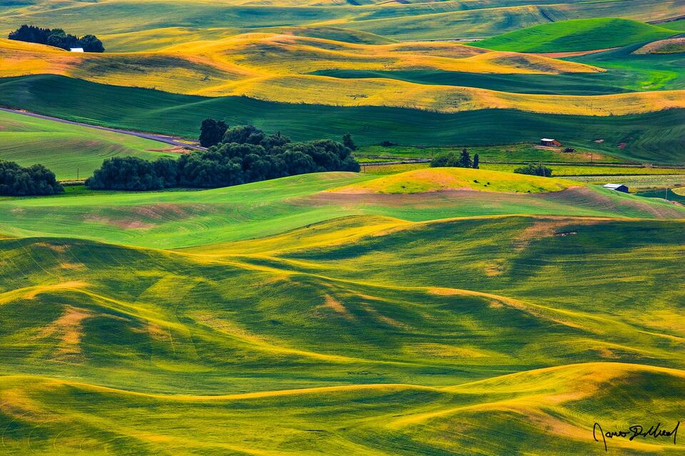 The rolling hills of the Palouse stretch out for miles as wheat fields, canola fields, oat fields, lentil fields and barley fields cover the landscape
