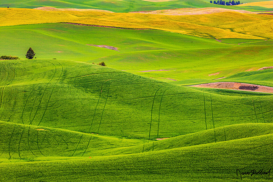 The beautiful rolling hills of the Palouse stretch out for miles as wheat fields, canola fields, oat fields, lentil fields and barley fields cover the landscape