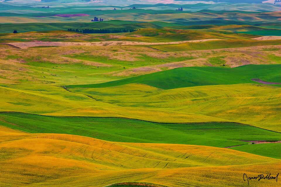 Like waves in an ocean, wheat, canola, oat, lentil, and barley fields line the hills of the Palouse as they gently roll across the landscape like waves of grain